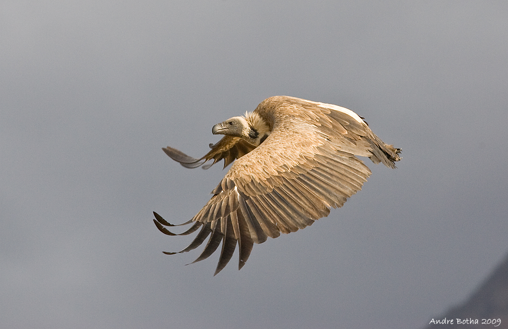 African White-backed Vulture @ Andre Botha